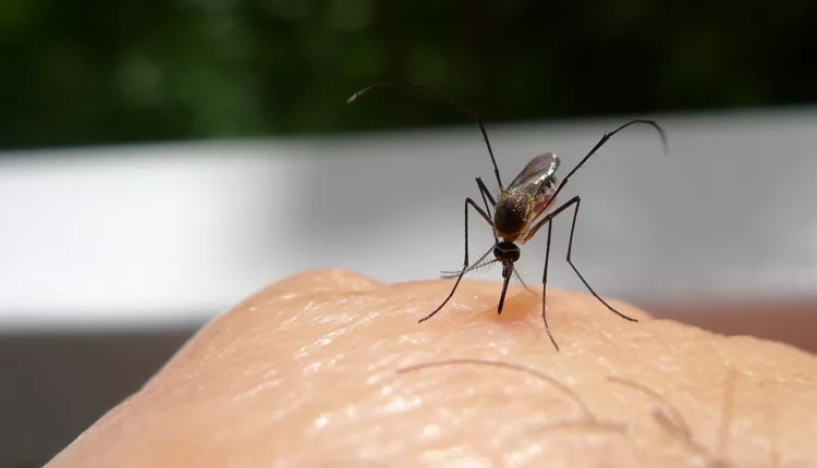 Γιατί τα κουνούπια προτιμούν εσάς; Η Επιστήμη Εξηγεί τους 4 Λόγους που σε Τσιμπάνε Πάντα