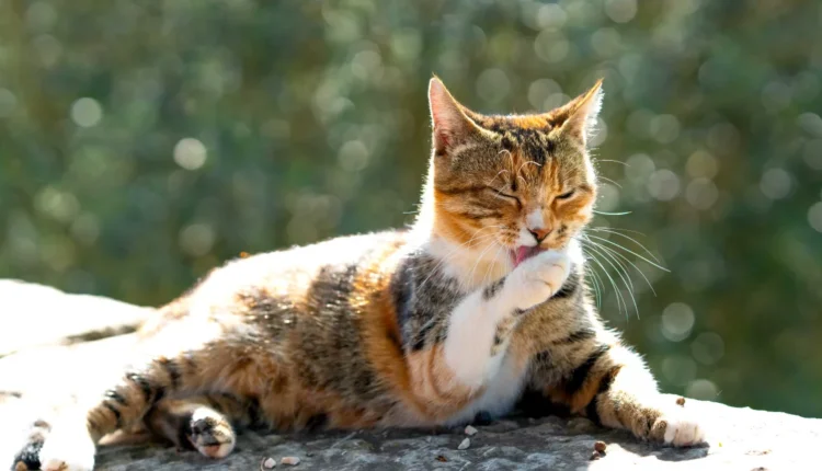 Το Μυστικό Αντηλιακό των Ζώων