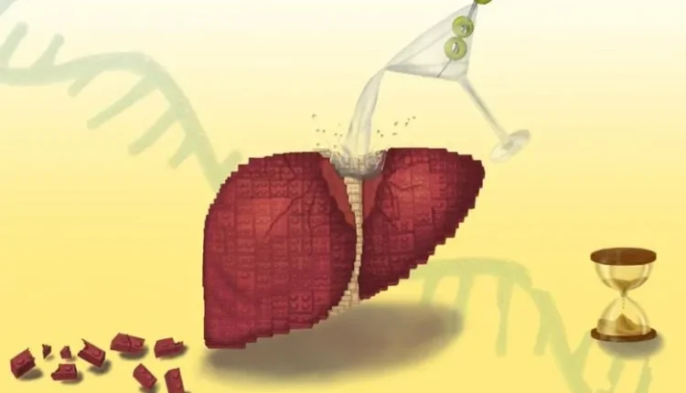 Scientists Discover Why Alcohol Blocks Liver Regeneration, Even After You Quit