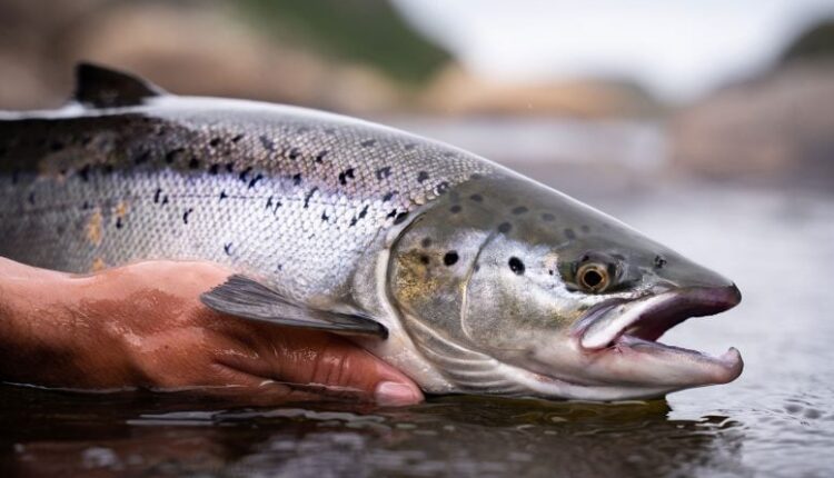 The Salmon Superfood You’ve Never Heard Of