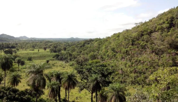 Νέο Βακτήριο που Εντοπίστηκε σε Μύγες Ενδέχεται να Απειλήσει την Υγεία του Ανθρώπου