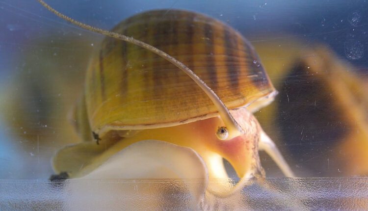 080525 TS snaileyes main
