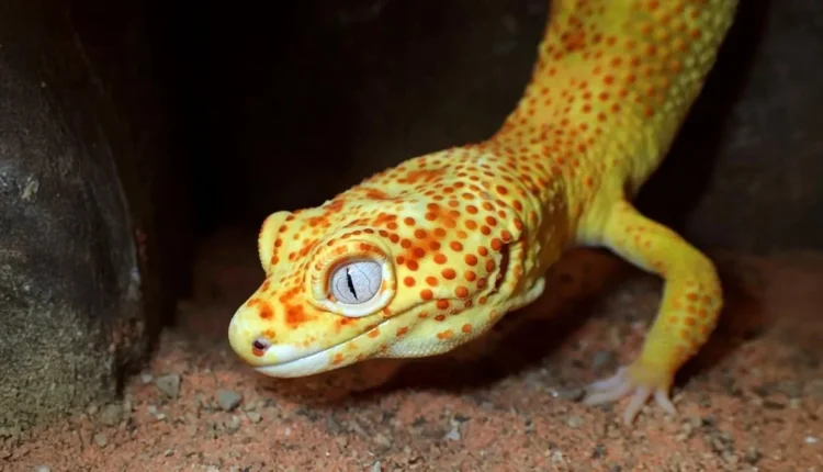 Gecko lemon frost: η νέα ελπίδα για τη θεραπεία του καρκίνου