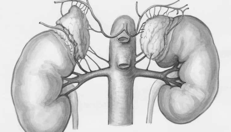a drawing of the kidney and kidney
