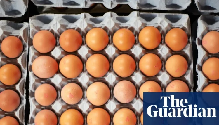 Salmonella: Γιατί αυξάνονται τα κρούσματα στο Ηνωμένο Βασίλειο