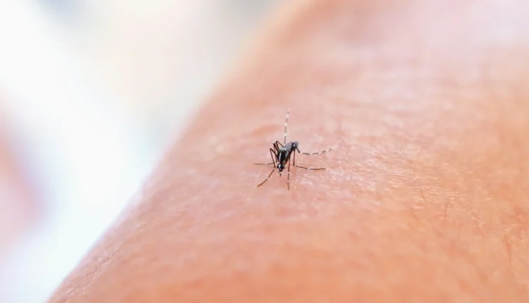 a close up of a mosquito on a person's arm