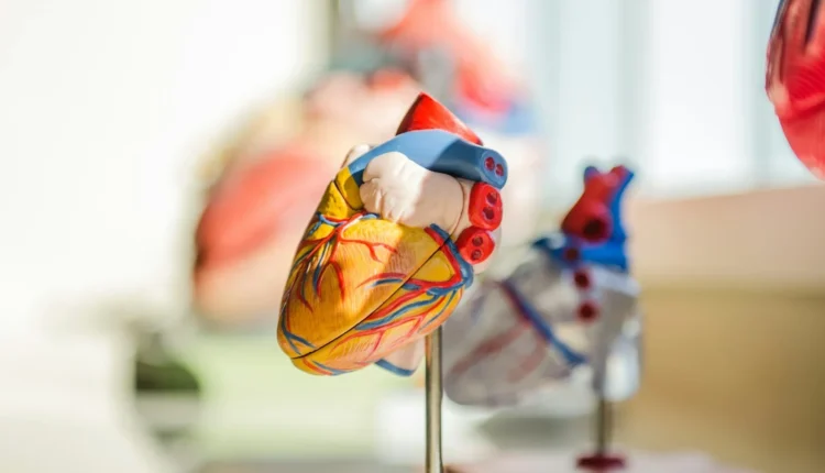 An anatomical heart model with blue and red vessels on a metal stand