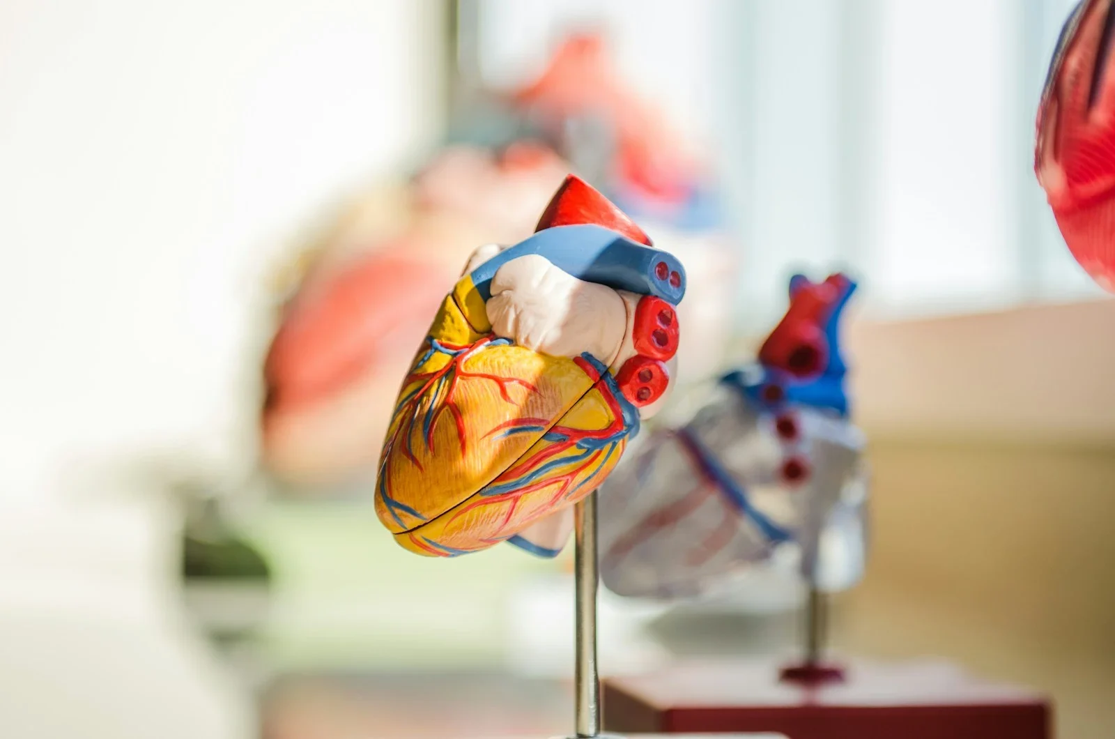 An anatomical heart model with blue and red vessels on a metal stand