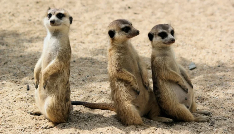 three animals on sand during daytime