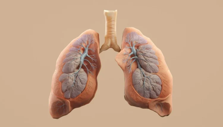 Human lungs with visible bronchial tubes and tissue on a beige background
