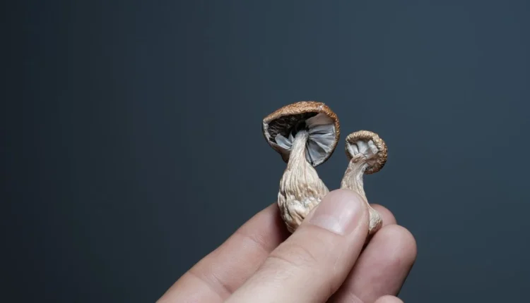 Psilocybin και φλεγμονή: Τι δείχνει νέα έρευνα