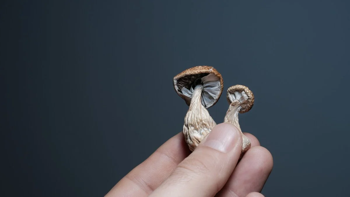Psilocybin και φλεγμονή: Τι δείχνει νέα έρευνα