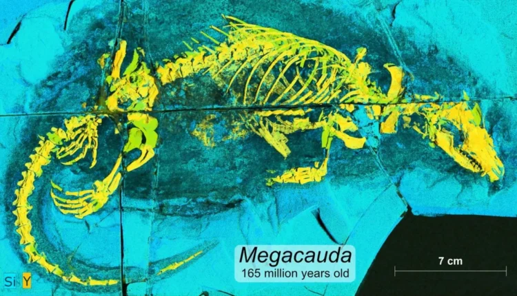 Megacauda sungei: Το αρπακτικό που άλλαξε την εξέλιξη του εγκεφάλου