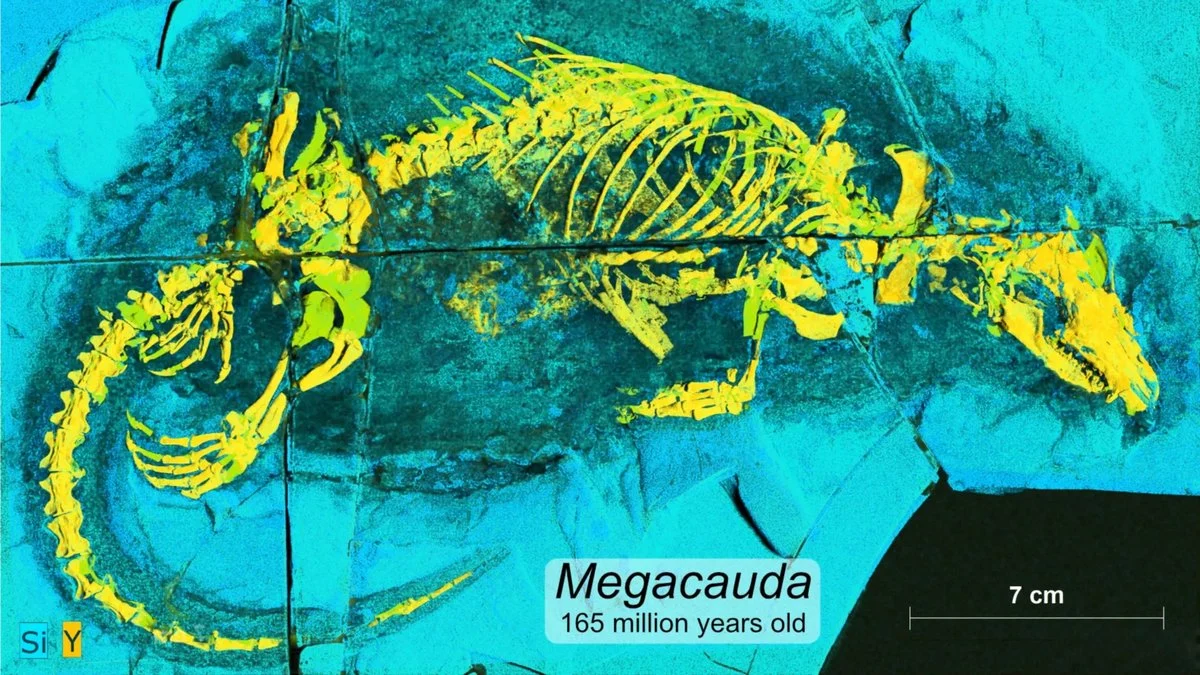 Megacauda sungei: Το αρπακτικό που άλλαξε την εξέλιξη του εγκεφάλου