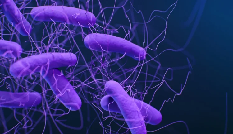 purple bacterias